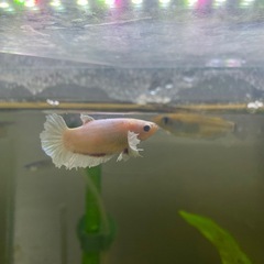 ベタ♀ダンボの画像