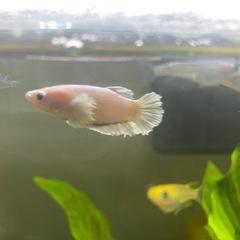 ベタ♀ダンボの画像