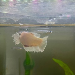 ベタ♀ダンボの画像