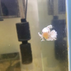 ベタ♀ダンボの画像