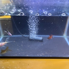 金魚、朱文金、差し上げます。の画像
