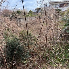 植木の剪定、草刈り等 - 便利屋