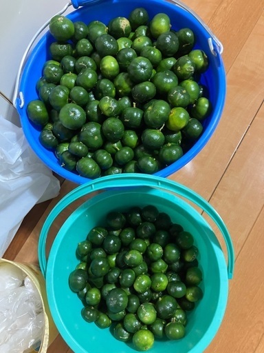 本日、収穫シークワーサー