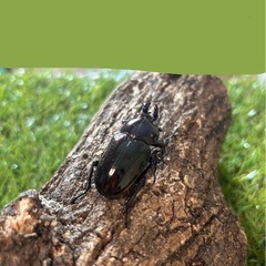 ②♂♀♀ニジイロクワガタ(レッドブラウン系WW)の画像