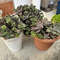多肉植物　３ポットの画像