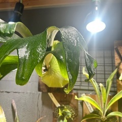ビカクシダ
の画像