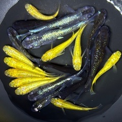 【画像現物】メダカ　ラメ系　ヒレ長系　体外光系　ワイドフィン系　ミックス　w/7G幼魚〜成魚サイズ20匹+α めだかの画像