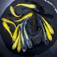 【画像現物】メダカ　ラメ系　ヒレ長系　体外光系　ワイドフィン系　ミックス　w/7G幼魚〜成魚サイズ20匹+α めだかの画像