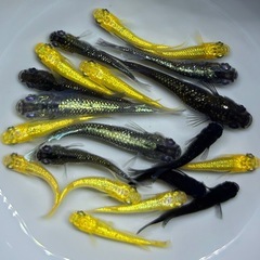 【画像現物】メダカ　ラメ系　ヒレ長系　体外光系　ワイドフィン系　ミックス　w/7G幼魚〜成魚サイズ20匹+α めだかの画像