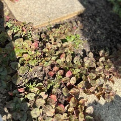 ヒメツルソバ　の画像