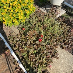 ヒメツルソバ　の画像