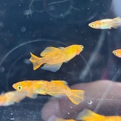 竜章鳳姿　１ペア　メダカの画像