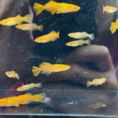 竜章鳳姿　１ペア　メダカの画像