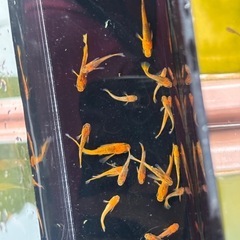 竜章鳳姿　１ペア　メダカの画像