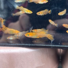竜章鳳姿　１ペア　メダカの画像