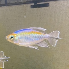 コンゴテトラ♂4匹♀2匹の画像