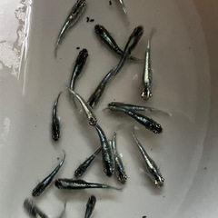 ①ﾐｯﾄﾞﾅｲﾄﾌﾘﾙﾒﾀﾞｶ幼魚10匹の画像