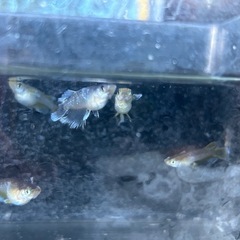 メダカ（フロマージュ若魚）の画像