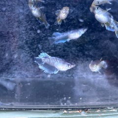 メダカ（フロマージュ若魚）の画像