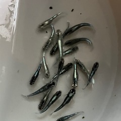 ②ﾐｯﾄﾞﾅｲﾄﾌﾘﾙﾒﾀﾞｶ幼魚10匹の画像