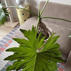 フィロデンドロン　セローム　6号　希少幹曲がり　観葉植物の画像