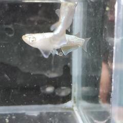 高級めだか「ガネーシャ」の卵‼️🐟の画像