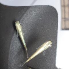 高級めだか「ガネーシャ」の卵‼️🐟の画像
