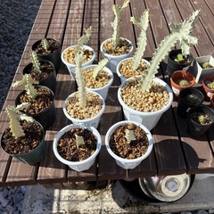 問合せ多数！¥500〜観葉植物