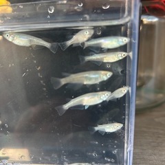メダカ　大量購入限定‼️の画像