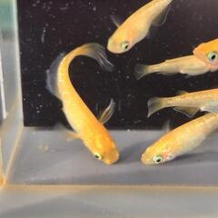 紅帝ラメ　若魚　10匹の画像