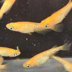 紅帝ラメ　若魚　10匹の画像