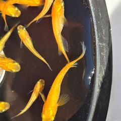 紅帝ラメ　若魚　10匹の画像