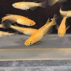 紅帝ラメ　若魚　10匹の画像