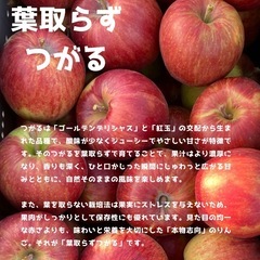 採れたて葉とらずつがる3KGの画像