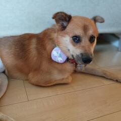 【9月7日9月21日譲渡会】野犬わんこYUZOくんのファミリー募...