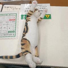 0831-115 たっちぃzooにゃんこ たっちいzooスコティッシュフォールド リアル 猫 自立の画像