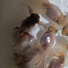 瑠璃蝶尾🐟の画像