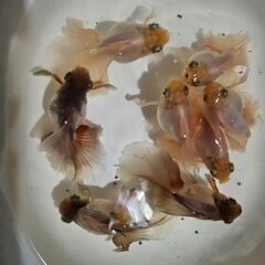 瑠璃蝶尾🐟の画像