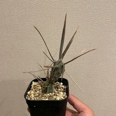 サボテン、武蔵野と長棘武蔵野の画像