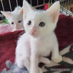 9/7(日)譲渡会★オッドアイほか★子猫いっぱい★