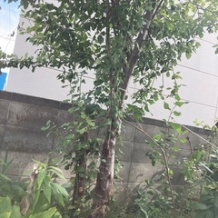 プルーンの木　　3メーターぐらいの画像