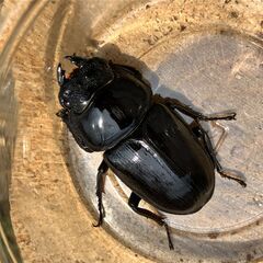 ◎阿古谷産オオクワガタ新成虫ペアその５◎♂72、♀44（配送の場合着払い）の画像