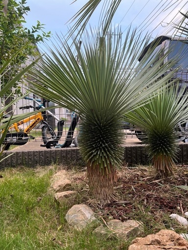 ユッカロストラータ