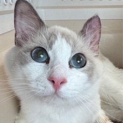 甘えん坊さんのラグドール✨
