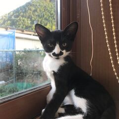 生後３か月、子猫(メス)もらってください
