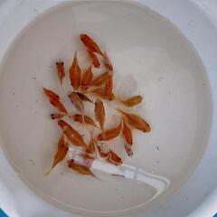 金魚多数        ⚠（締め切り）の画像