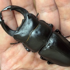 ◆国産オオクワガタ「オリオン」♂♀使用済ペア　レッドアイ　赤眼◆の画像