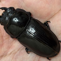 ◆国産オオクワガタ「オリオン」♂♀使用済ペア　レッドアイ　赤眼◆の画像