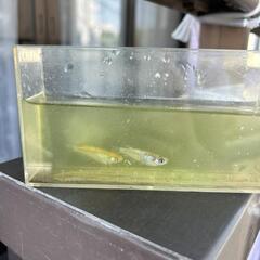 メダカの画像