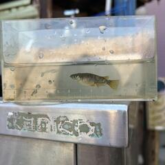 メダカの画像